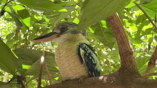 Close view of a Blue-winged Kookaburra Dacelo leachii perched calmly in a tree, resting in the shade of green foliage, scanning its surroundings.