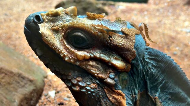 Off frame close detail of a colorful rhinoceros iguana Cyclura cornuta head, highlighting its rugged scales and prominent nasal horns. Endangered species native to Hispaniola in the Caribbean.