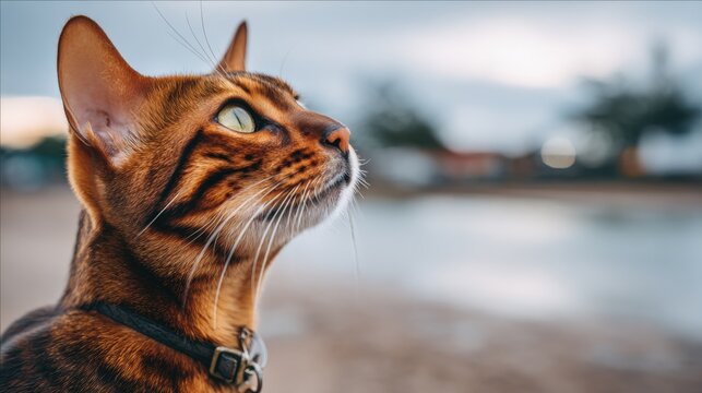Dreamy cat gazing up at the cloudy sky with a sense of wonder while exploring joyful experiences in nature