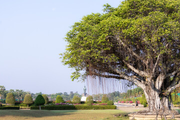 Obraz premium A massive banyan tree with hanging aerial roots framing the distant giant walking Buddha statue at Phutthamonthon park in Thailand.
