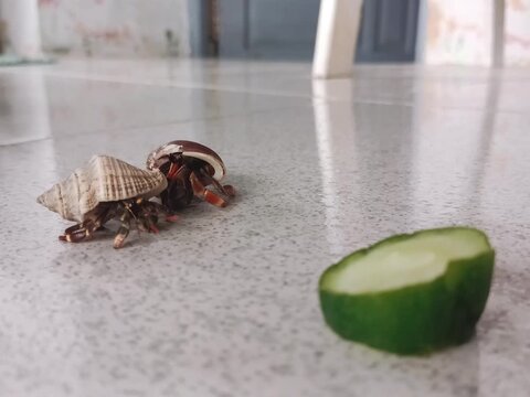 Two cute pet hermit crabs crawling on a ceramic tiled floor towards a fresh cucumber slice