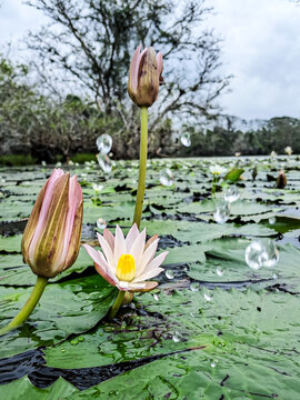 Water lilies. Sri lanka olu.