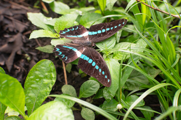 Obraz premium Tropical black butterfly with bright blue markings resting on green leaves in natural garden environment. Exotic insect, wildlife macro photography, nature background.