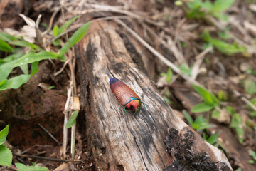Metallic jewel beetle with bright iridescent colors on wooden log outdoors. Exotic insect macro, wildlife photography, tropical forest habitat.