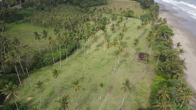 Coconut Tree in Tabanan Bali Indonesia