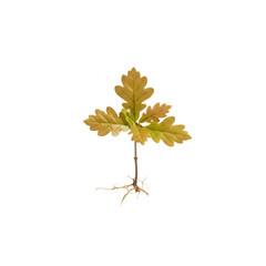 Young oak tree seedling with exposed roots on black background