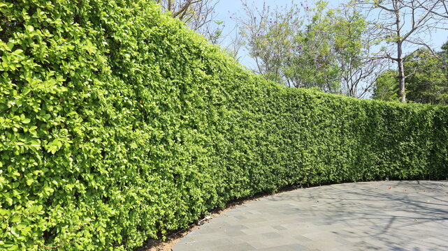 Green leaves wall background. Fence or curved green plant wall and walkway on background of blue sky and trees with text copy space with selective focus.