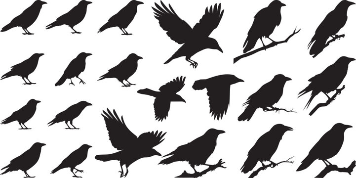 Vector illustration set of crow silhouettes designed as clean solid black shapes suitable for illustration use.