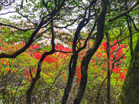 Azaleas on Dawei Mountain in Liuyang
The April wind woke the mountains.
The Rhododendron in Dawei Mountain finally ushered in a grand flowering period.
