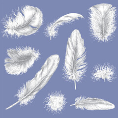 Collection of White Feathers on a Blue Background bird