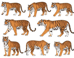 Fototapeta premium A group of tigers in various poses and positions showcasing their majestic beauty isolated on transparent background