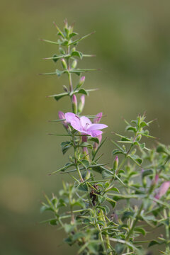 Barleria mysorensis flower with spine in forest