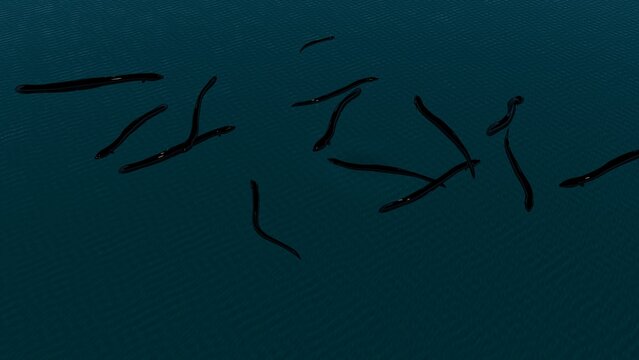 Anguilla eel fish anatomy with colorful background. 3d render