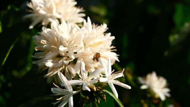 Eastern or Asiatic or Asian honey bee fliing to seeking nectar on Robusta coffee blossom on tree plant with green leaf with black color in background. Petals and white stamens of blooming flowers