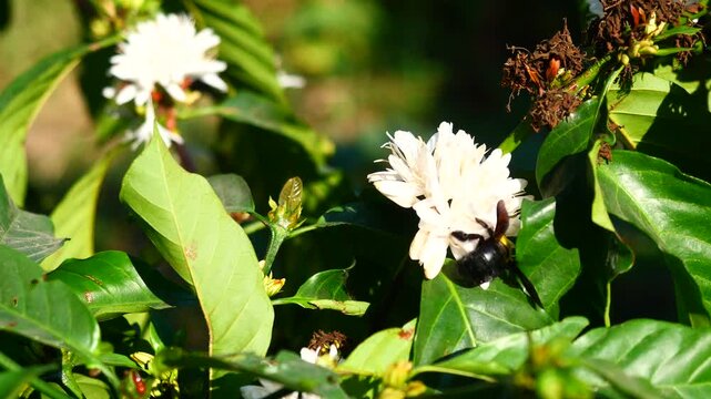 Eastern carpenter Bee fliing to seeking nectar in Robusta coffee blossom on tree plant with green leaf. Petals and white stamens of blooming flowers, Yellow hair and black stripes on bumblebee