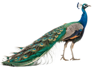 Fototapeta premium A stunning peacock with its vibrant plumage on display.