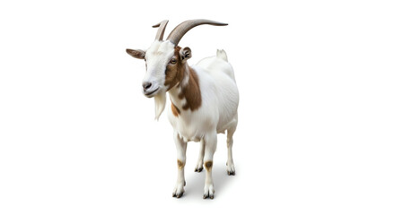 Fototapeta premium White and Brown Goat Standing on Plain Surface with Clear Background.
