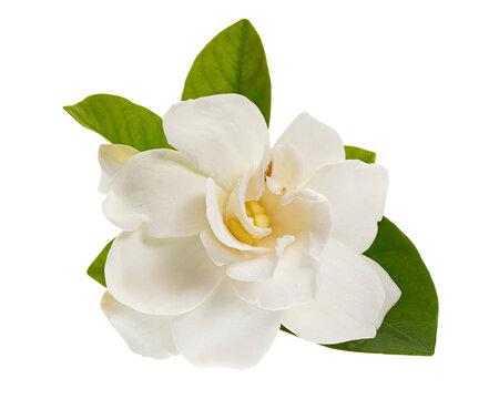 Cape Jasmine Flower, Gardenia jasminoides, isolated on transparent background, with clipping path