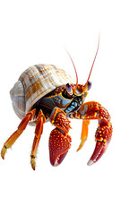 Calm Hermit Crab on a Smooth White Background