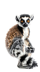 Adorable Baby Lemur with Curled Tail on White Background