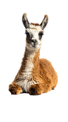 Cute Baby Llama on Soft White Background