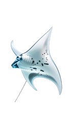 Manta Ray Gliding Gracefully on a White Background