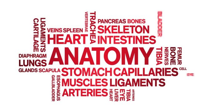 Anatomy animated word cloud-text design animation tag kinetic typography seamless loop.