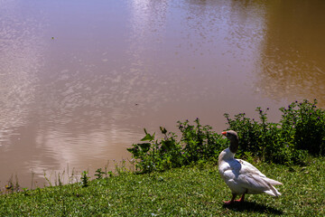 A flock of geese rests by a lake on a sunny day in Brazil, showcasing the tranquility of nature.