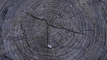 Old tree rings texture with cracks top view © Aleksey Konovaloff