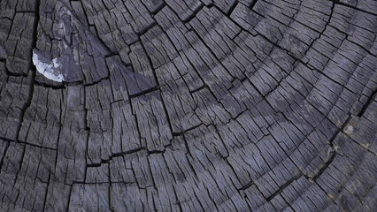 Fragment of old tree rings texture with cracks top view © Aleksey Konovaloff