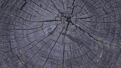 Old tree rings texture with cracks top view background © Aleksey Konovaloff