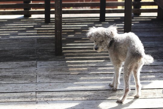 トイプードル　老犬のプードルがウッドデッキを歩いている　腰が曲がって痩せ型