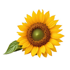 Fototapeta premium Vivid Sunflower with Green Leaf
