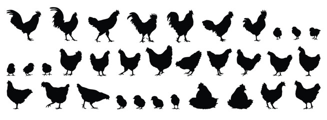 hen or chicken, rooster and chicks silhouette set. hen, rooster and chicks isolated farm animal silhouette icon vector collection © Yanka