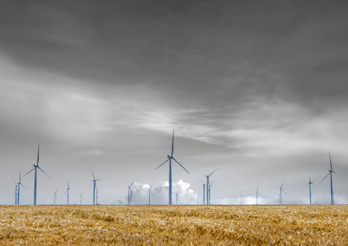 Black and white wind turbines in the distance past a wheat field in the foreground