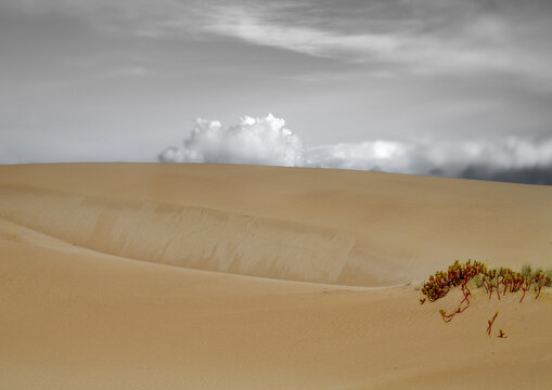 Sandhills with grey and white clouds on the horizon, a red plant grows in the dunes
