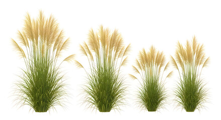 Obraz premium Four ornamental grasses with feathery plumes, isolated on white background