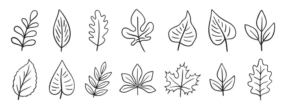 leaves different trees doodle hand drawn icon set. Outline drawing line clipart symbol collection