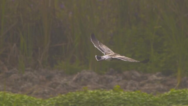 Belcher's gull flapping wings over marsh with green vegetation, Pantanos de Villa, Peru