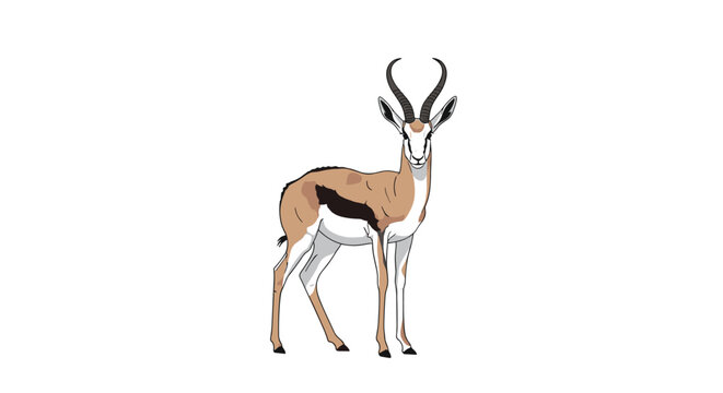 Detailed realistic illustration of a springbok antelope with distinctive brown, white, and black markings standing against a plain white background.