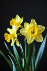 Obraz premium Vibrant yellow daffodils celebrating saint david's day on black background