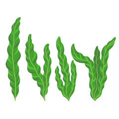 Vector drawing sea weed, laminaria, Saccharina japonica, brown algae, hand drawn illustration © cat_arch_angel