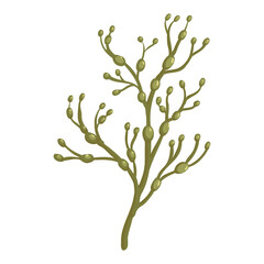 Vector drawing sea weed, Ascophyllum nodosum, brown algae, hand drawn illustration © cat_arch_angel