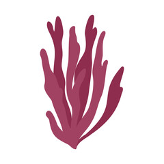 Fototapeta premium Vector drawing sea weed, red algae, Palmaria palmata, red dulse, sea lettuce flakes, creathnach, hand drawn illustration