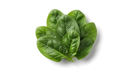 Fototapeta premium Fresh spinach leaves bunch on white background 