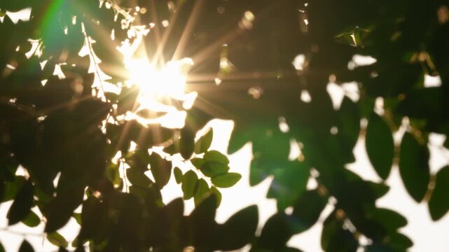 Abstract blurred close-up under Black Ebony leaves swaying in gentle breeze with sparkling golden sunstar, representing the rhythmic dance of hope, serene prosperity, and nature's twinkling aura.