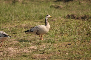 Obraz premium Bar-headed Goose