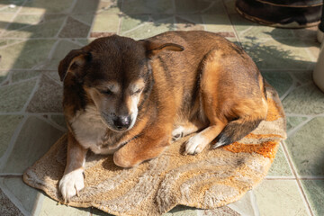 Old dog relaxing on cozy mat in natural sunlight at home