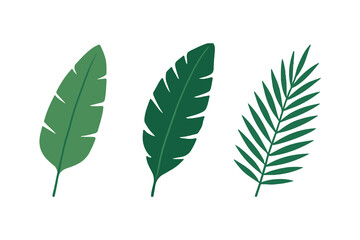 tropical leaf feather cartoon illustration © James