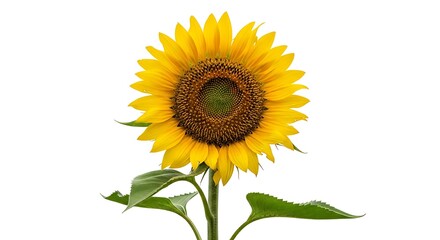 Obraz premium Vibrant Sunflower in Full Bloom Against a White Background.